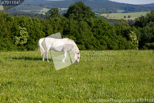 Image of white horse is grazing in a spring meadow