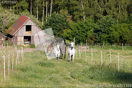 Image of beautiful herd of horses in farm