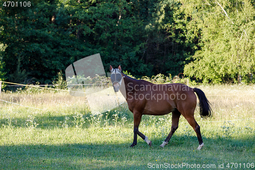 Image of brown horse is grazing in a spring meadow