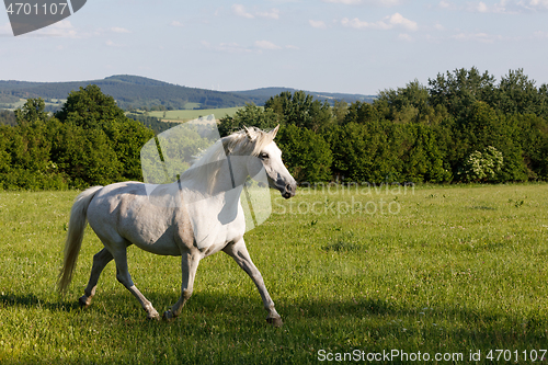 Image of white horse running in spring pasture meadow