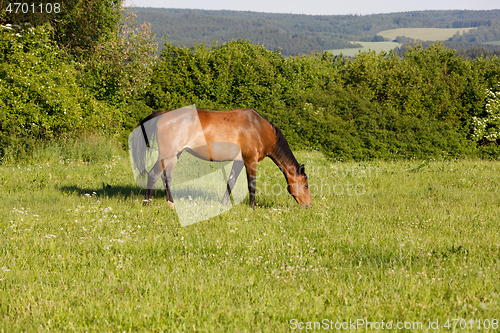 Image of brown horse is grazing in a spring meadow