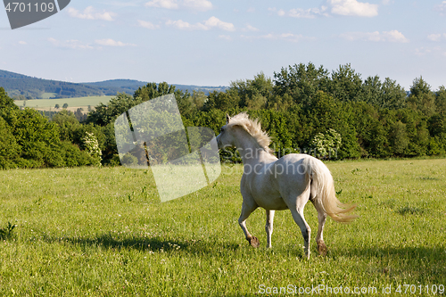 Image of white horse running in spring pasture meadow