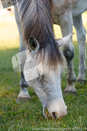 Image of white horse is grazing in a spring meadow