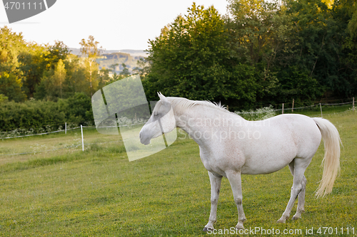 Image of white horse is grazing in a spring meadow