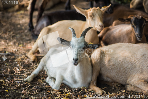 Image of goats in farm