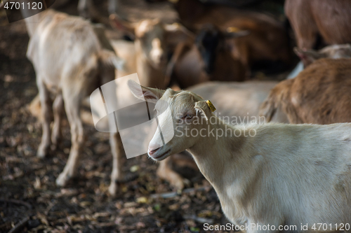 Image of goats in farm