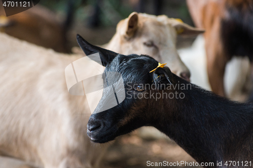 Image of goats in farm