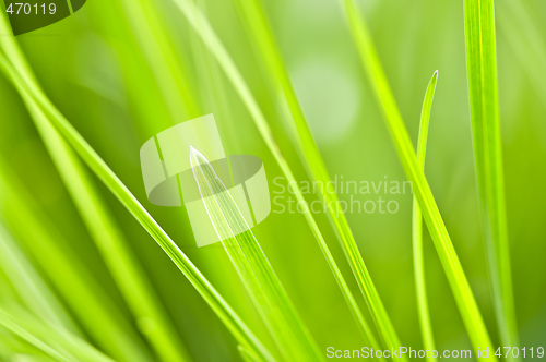 Image of Green grass background