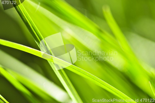 Image of Green grass background