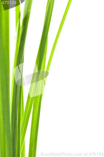 Image of Green grass blades