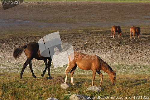 Image of Horses in a field in Sweden in the summer