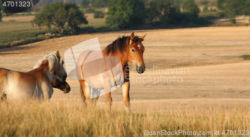 Image of Horses in a field in Sweden in the summer