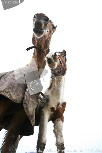 Image of Two horses shot with a low perspective