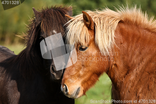 Image of Two horses