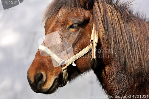 Image of Horses head closeup