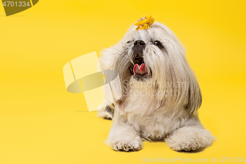 Image of Cute shih tzu is sitting on the yellow background. Shih Tzu the Chrysanthemum Dog