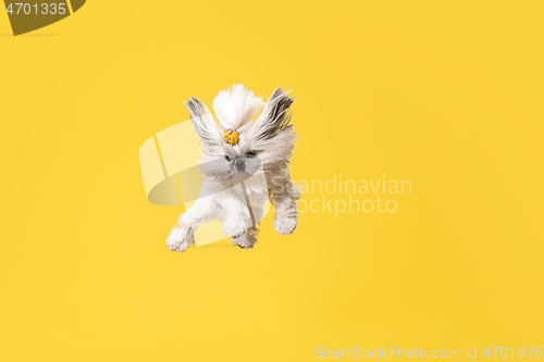 Image of Cute shih tzu is sitting on the yellow background. Shih Tzu the Chrysanthemum Dog