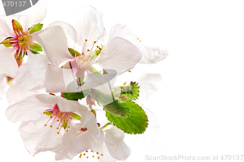 Image of Pink cherry blossom