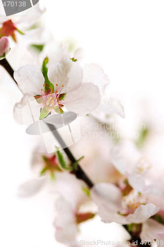 Image of Pink cherry blossom