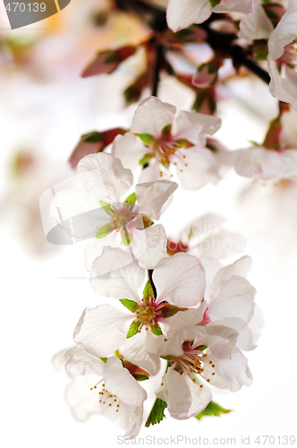 Image of Pink cherry blossom