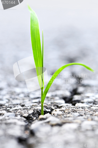 Image of Grass growing from crack in asphalt