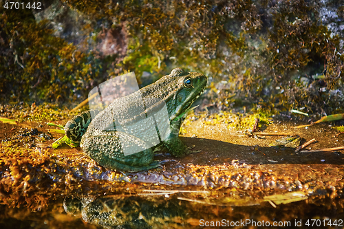 Image of The Pool Frog