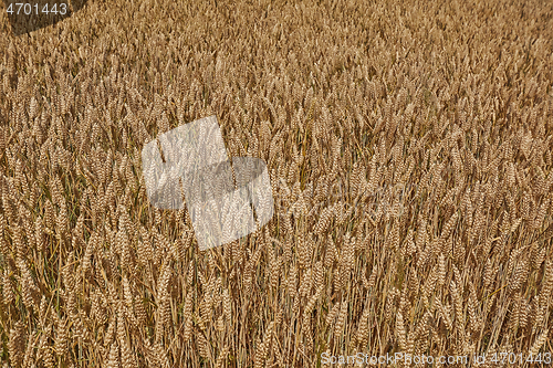 Image of Field of Rye