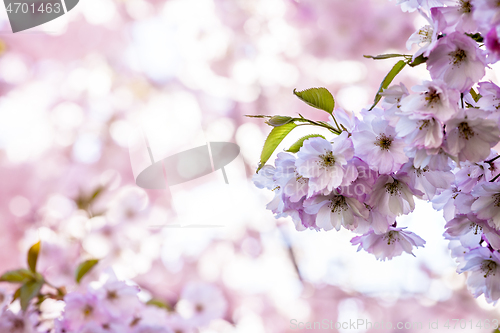 Image of Branch of Sakura Cherry with Blossoms