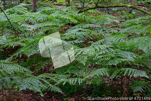 Image of Bracken Fern in summer