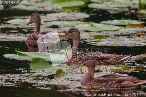 Image of Mallard (Anas platyrhynchos) female during foraging