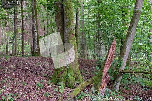 Image of Old Black Alder(Alnus glutinosa) trees in summer forest