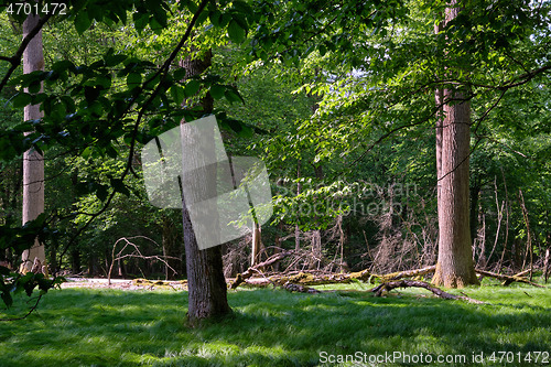 Image of Group of old trees against afternoon light