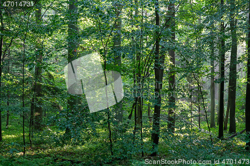 Image of Sunbeam entering rich deciduous forest