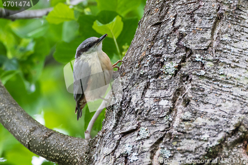 Image of Eurasian Nuthatch (Sitta europaea) in summer