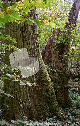 Image of Old oak stump moss wrapped in foreground