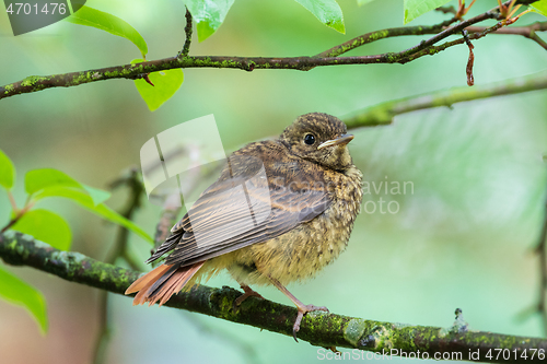 Image of Juvenile Common redstart (Phoenicurus phoenicurus) portrait