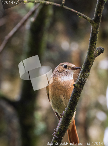 Image of Common Redstart (Phoenicurus phoenicurus) on branch