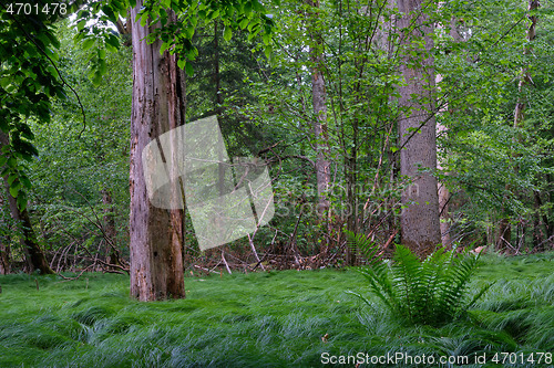 Image of Group of old trees against afternoon light