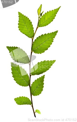 Image of Branch with green leaves