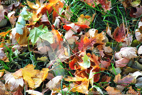 Image of Autumn leaves.