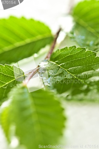 Image of Branch with green leaves