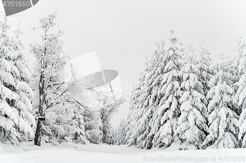 Image of Winter forest covered by snow