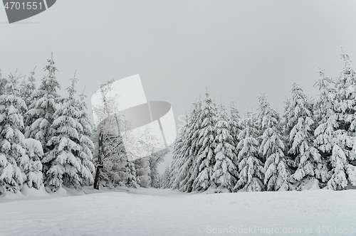 Image of Winter forest covered by snow