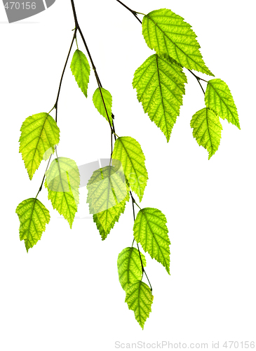 Image of Branch with green leaves