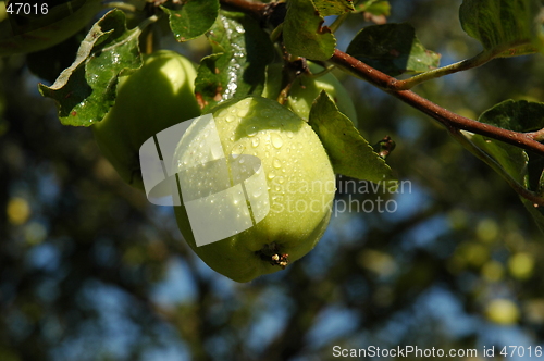 Image of Growing apple