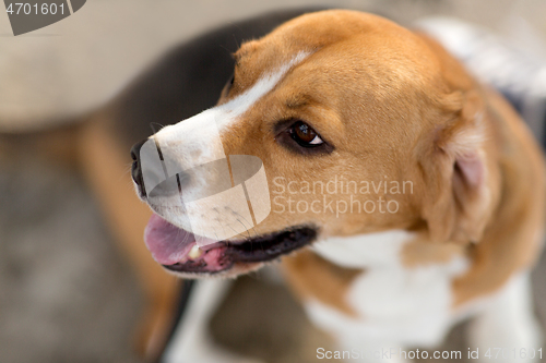 Image of close up of beagle dog