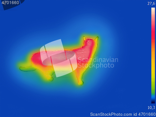 Image of Infrared Thermal image of a domestic cat