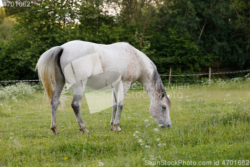 Image of white horse is grazing in a spring meadow