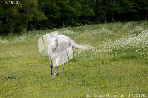 Image of white horse is grazing in a spring meadow