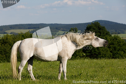 Image of white horse is grazing in a spring meadow